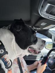 Reunited Male Dog last seen Near Highway 11 West and the StoneBriar edition., Sulphur Springs, TX 75482