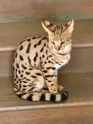 Lost Female Cat last seen Wissahickon Valley Park & Andorra Rd & Thomas Rd, Lafayette Hill, PA 19444