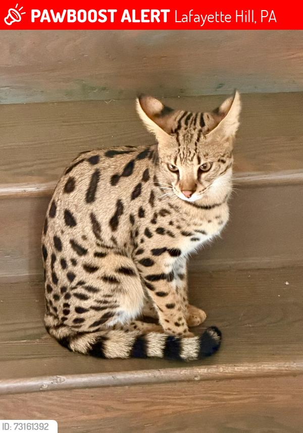 Lost Female Cat last seen Wissahickon Valley Park & Andorra Rd & Thomas Rd, Lafayette Hill, PA 19444