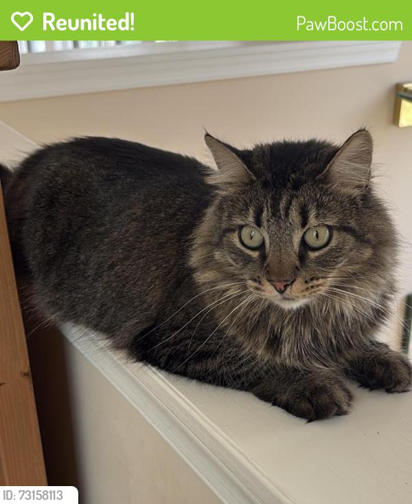 Reunited Female Cat last seen Juniper Ln and Villa Ln, Falls Church, VA 22044