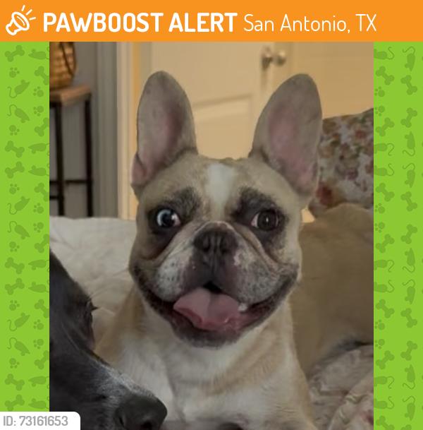Found/Stray Female Dog last seen Near, San Antonio, TX 78245
