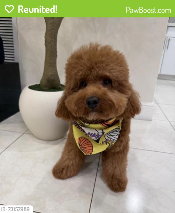 Reunited Male Dog last seen royal green, Kendall, FL 33176