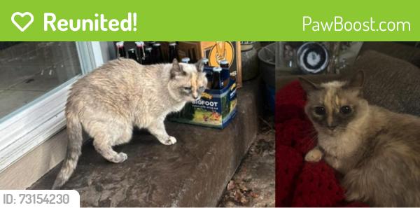 Reunited Female Cat last seen Near N Pearl St, Tacoma, WA 98406, Tacoma, WA 98407