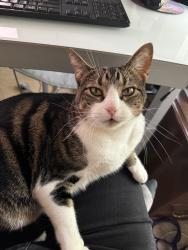 Lost Female Cat last seen Cross Ridge Dr, Lafayette, CO 80026