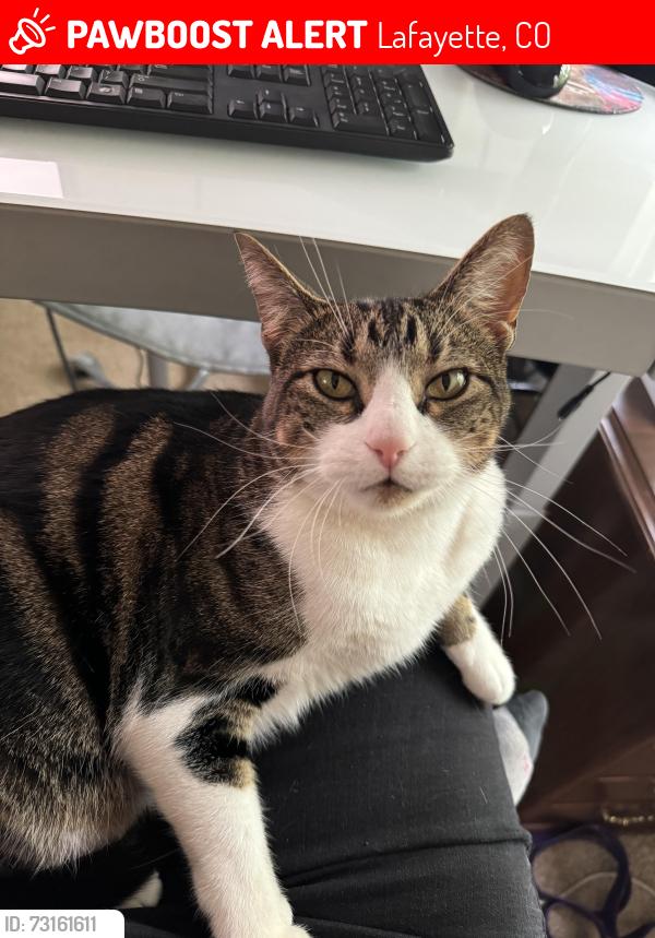 Lost Female Cat last seen Cross Ridge Dr, Lafayette, CO 80026