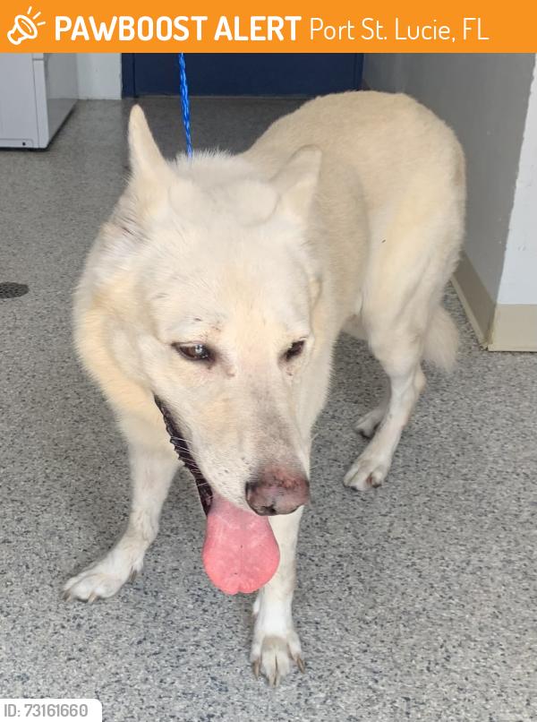Found/Stray Unknown Dog last seen port saint lucie, Port St. Lucie, FL 34986