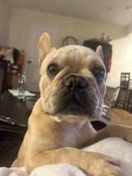 Reunited Male Dog last seen old mansfield, railroads, E dallas st, Mansfield, TX 76063