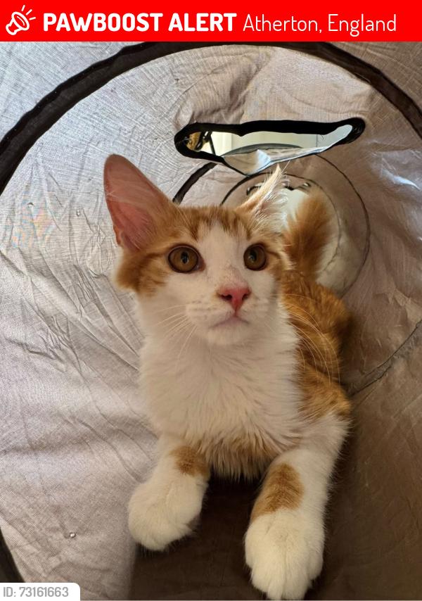Lost Male Cat last seen North road Atherton, Atherton, England 