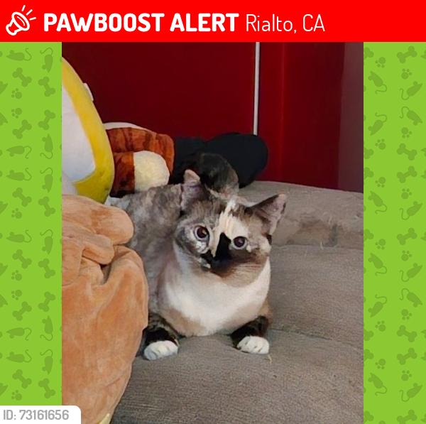 Lost Female Cat last seen W Merrill Ave & S Spruce Ave, Rialto, CA 92376