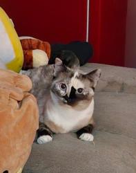 Lost Female Cat last seen W Merrill Ave & S Spruce Ave, Rialto, CA 92376