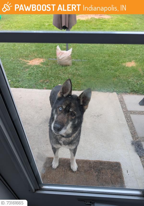Found/Stray Female Dog last seen Christian Park, Indianapolis, IN 46219