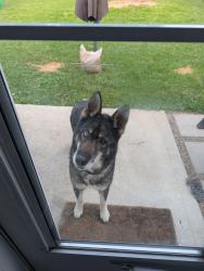 Found/Stray Female Dog last seen Christian Park, Indianapolis, IN 46219