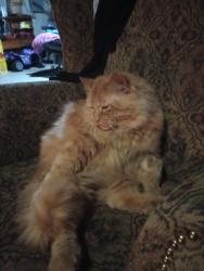 Lost Male Cat last seen Riverside drive is one of the main st and the other is Webster st in allouez, Allouez, WI 54301