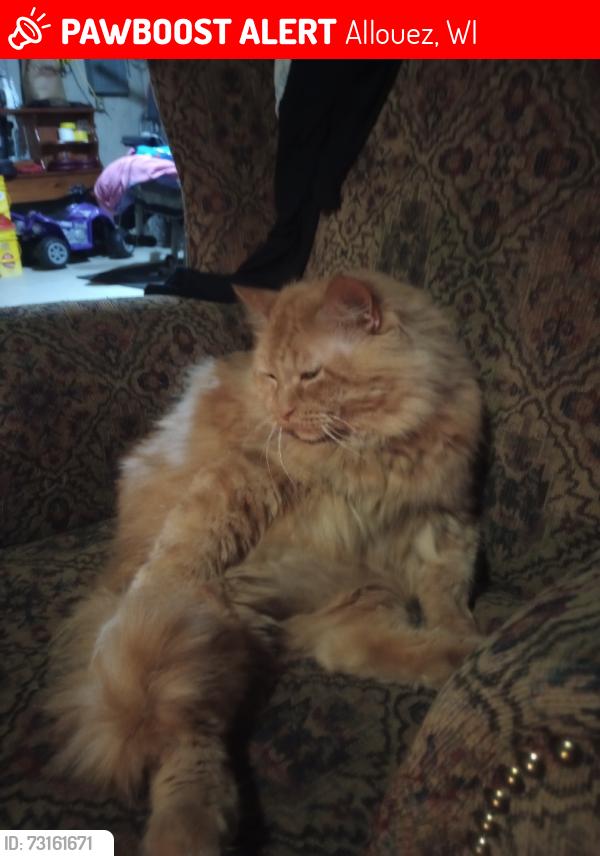 Lost Male Cat last seen Riverside drive is one of the main st and the other is Webster st in allouez, Allouez, WI 54301
