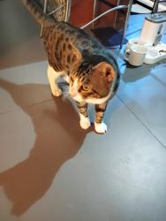 Reunited Male Cat last seen Nova, Davie, FL 33328