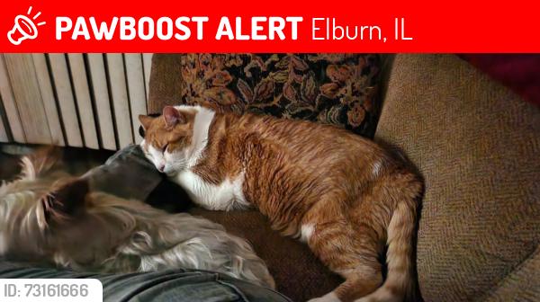 Lost Male Cat last seen Green st, Elburn, IL 60119