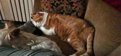 Lost Male Cat last seen Green st, Elburn, IL 60119