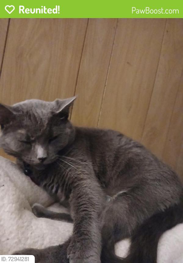 Reunited Female Cat last seen 125th street and Geneva Way, Saint Paul, MN 55124