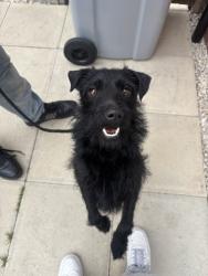 Lost Female Dog last seen Newark, Newark-on-Trent, England 