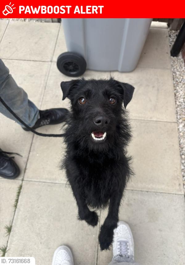 Lost Female Dog last seen Newark, Newark-on-Trent, England 
