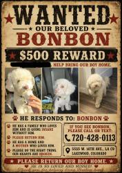 Lost Male Dog last seen 17th and depew, Edgewater, CO 80214