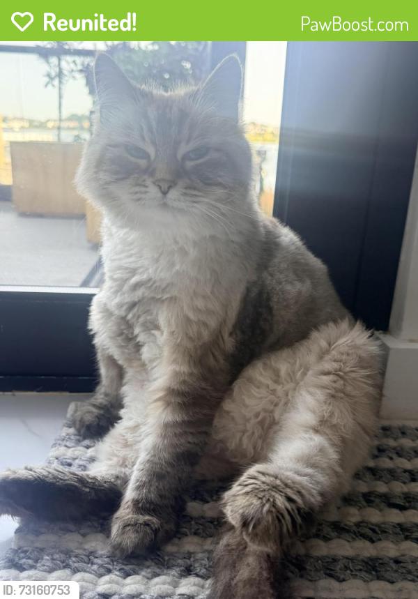 Reunited Female Cat last seen Near court Rd, Winthrop, Winthrop, MA 02152