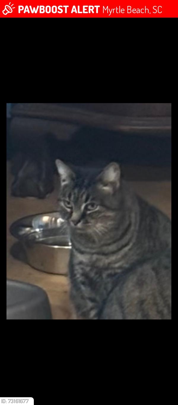 Lost Female Cat last seen Forestbrook Road myrtle beach sc 29579, Myrtle Beach, SC 29579