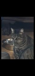 Lost Female Cat last seen Forestbrook Road myrtle beach sc 29579, Myrtle Beach, SC 29579