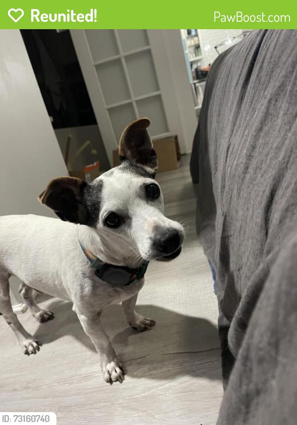 Reunited Male Dog last seen 38th St 38th Ave, St. Petersburg, FL 33713