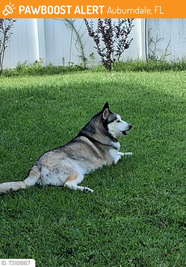 Found/Stray Male Dog last seen Adams and Mohawk Roads, Auburndale, FL 33823