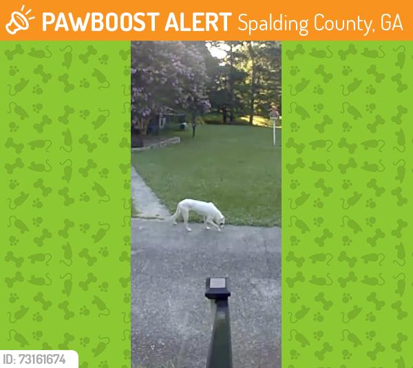 Found/Stray Unknown Dog last seen W.Ellis and Shoal Creek Rd Griffin, Spalding County, GA 30223