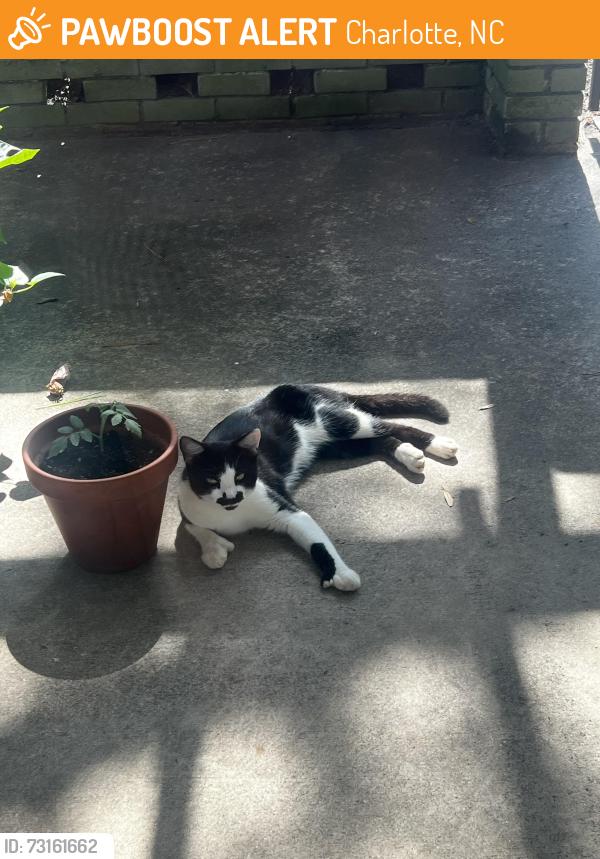 Found/Stray Unknown Cat last seen Monroe & Bramlett, Charlotte, NC 28205