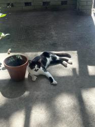 Found/Stray Unknown Cat last seen Monroe & Bramlett, Charlotte, NC 28205