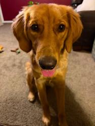 Reunited Female Dog last seen Crosspoint subdivision near Bauer Rd, 32 and old 32, Batavia, OH 45103