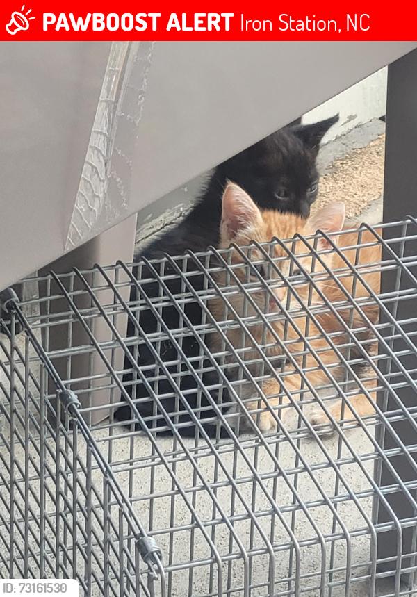 Lost Unknown Cat last seen Iron Station, NC, Iron Station, NC 28080