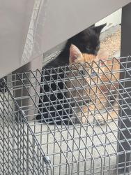Lost Unknown Cat last seen Iron Station, NC, Iron Station, NC 28080