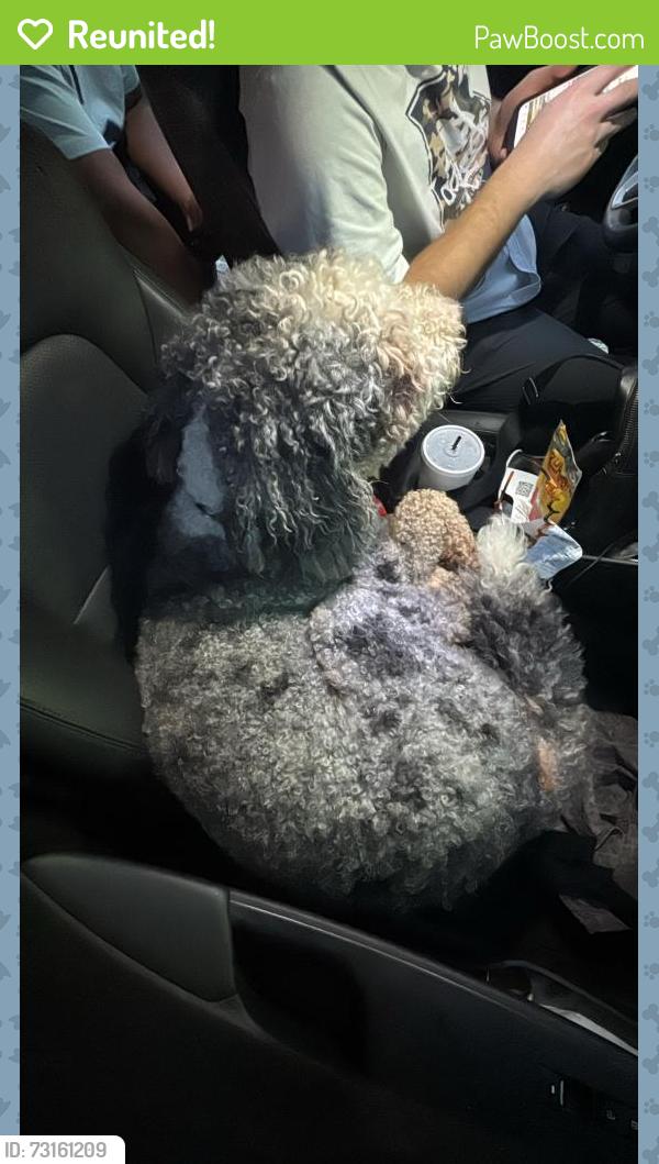 Reunited Male Dog last seen N Wall St at the BP, Calhoun, GA 30701