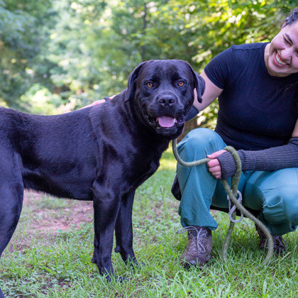 Shelter Stray Male Dog last seen Near Stonehedge Way, 30087, GA, 3280 Chamblee Dunwoody Rd, Chamblee, GA 30341, USA