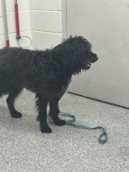 Shelter Stray Male Dog last seen Ebenezer Rd, City of Knoxville ASO, TN, 3201 Division St, Knoxville, TN 37919, USA