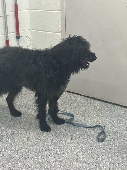 Shelter Stray Male Dog last seen Ebenezer Rd, City of Knoxville ASO, TN, 3201 Division St, Knoxville, TN 37919, USA