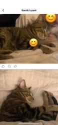 Lost Male Cat last seen 25th and Faraon, Saint Joseph, MO 64501