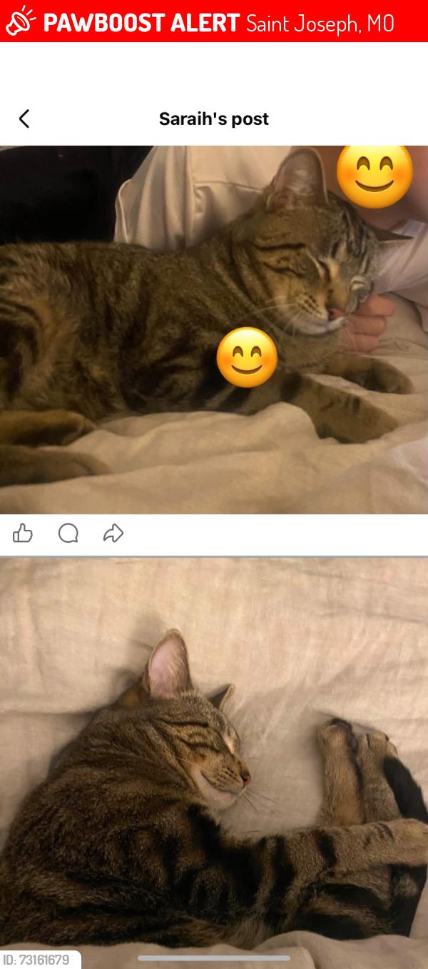 Lost Male Cat last seen 25th and Faraon, Saint Joseph, MO 64501