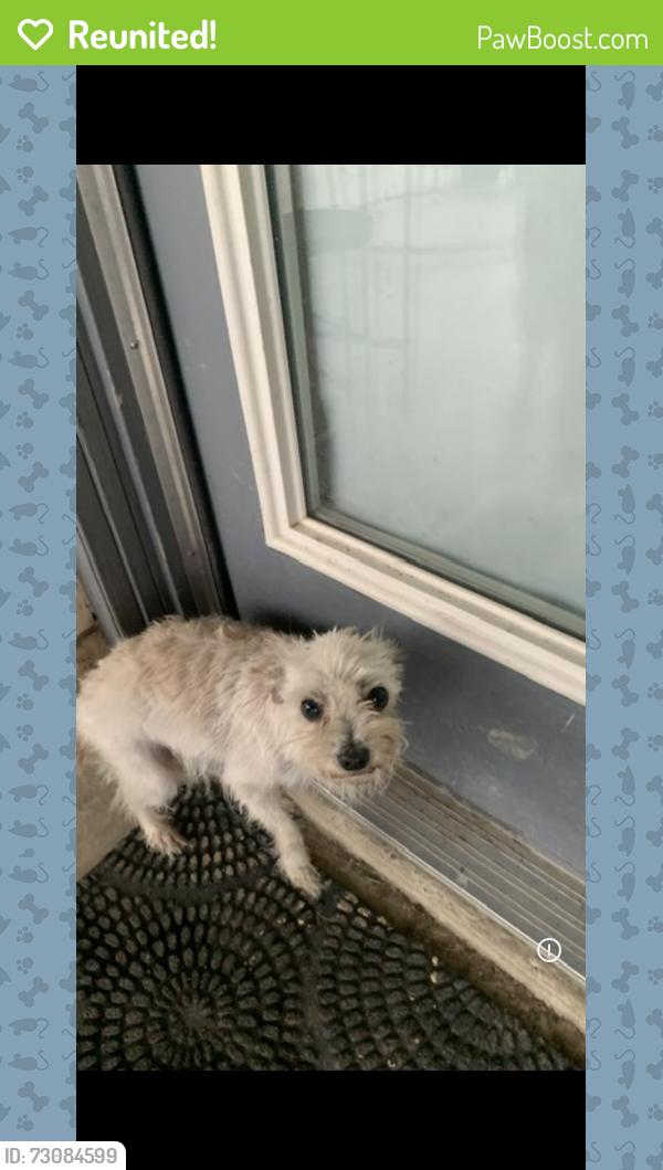 Reunited Female Dog last seen Granbury and westrock, Fort Worth, TX 76133