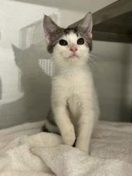 Shelter Stray Male Cat last seen Near Hawley St, Stanley, NC, 1491 Business Park Ct, Gastonia, NC 28052, USA