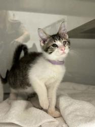 Shelter Stray Male Cat last seen Near Hawley St, Stanley, NC, 1491 Business Park Ct, Gastonia, NC 28052, USA