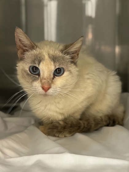 Shelter Stray Female Cat last seen Valley ST Stanley NC, County/Unicorporated, NC, 1491 Business Park Ct, Gastonia, NC 28052, USA