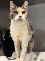 Shelter Stray Female Cat last seen 712Grover ST, County/Unicorporated, NC, 1491 Business Park Ct, Gastonia, NC 28052, USA