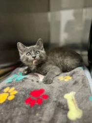 Shelter Stray Female Cat last seen Keith Hawthorne Dealership in Belmont, County/Unicorporated, NC, 1491 Business Park Ct, Gastonia, NC 28052, USA