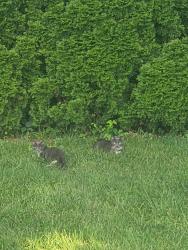 Found/Stray Unknown Cat last seen Garner and Redwood, Muncie, IN 47304
