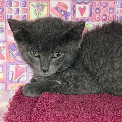 Shelter Stray Female Cat last seen Jenness Ave, Mc Farland, Village of, WI, 5132 Voges Rd, Madison, WI 53718, USA